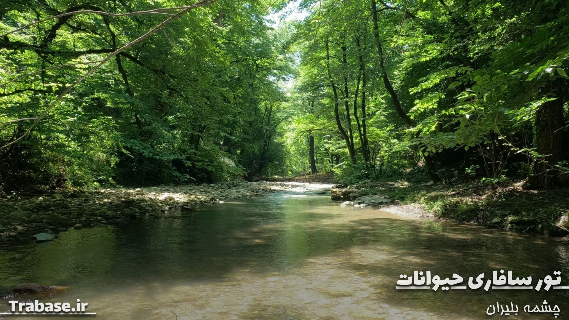 تور سافاری حیوانات 